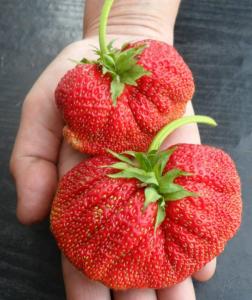 Клубника "ГИГАНТЕЛЛА" (6 шт.)